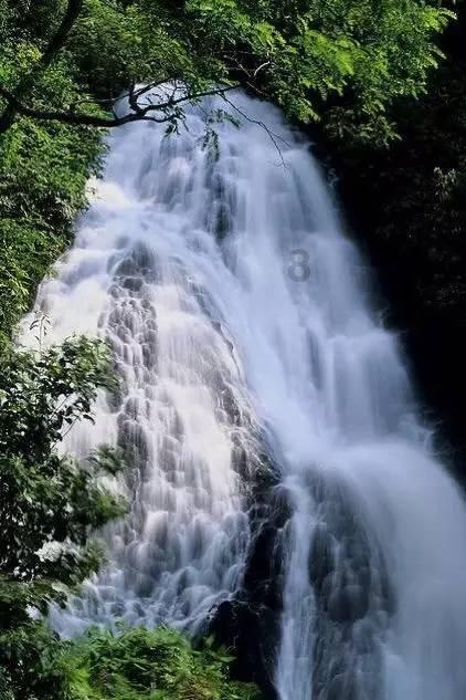 漂亮鹦鹉救援